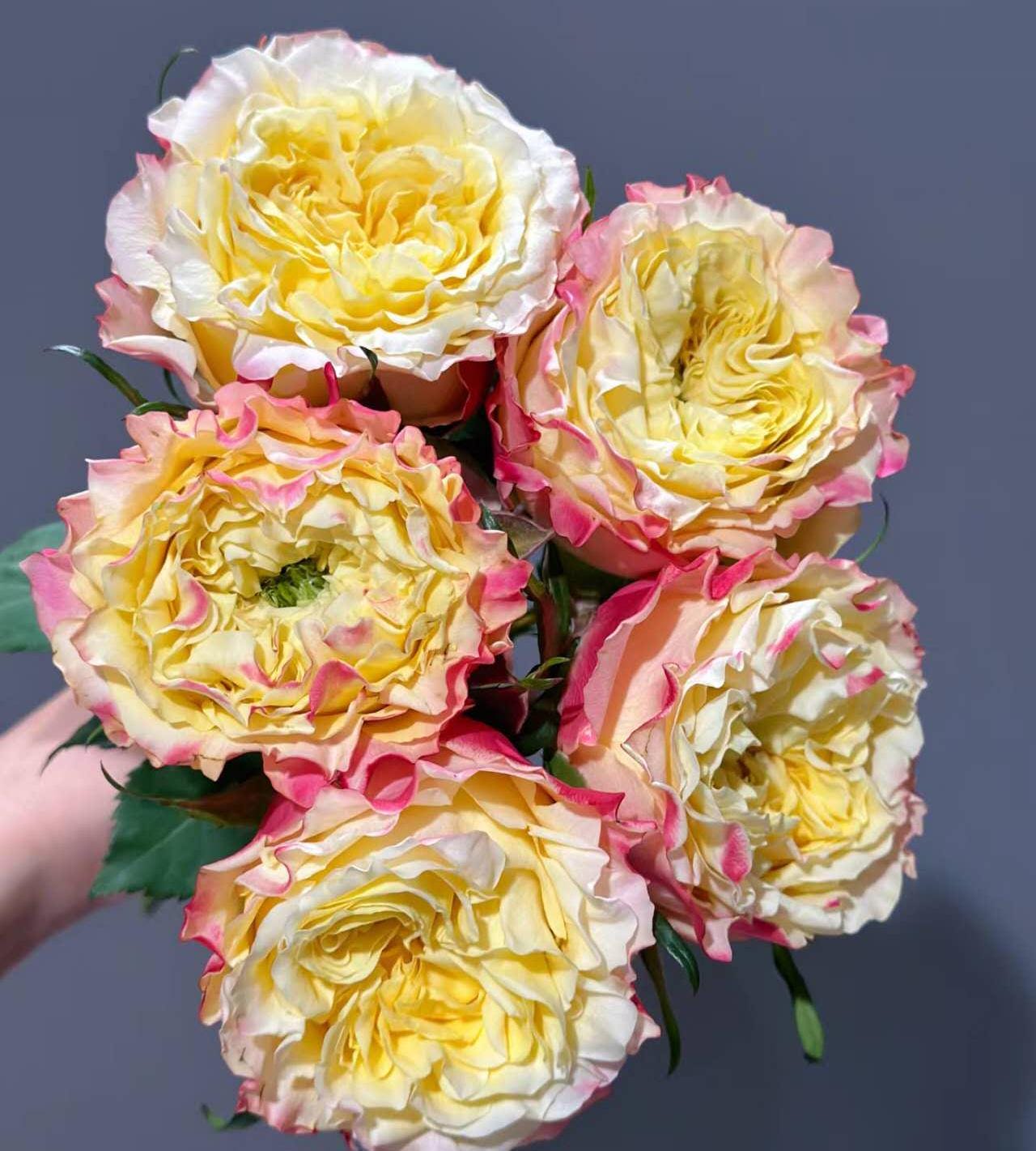 Rose 'fields of gold' (黄金麦浪) disease resistance, cut flowers(1Gal+ Live Plant) Ecuador Florist Shrub Rose