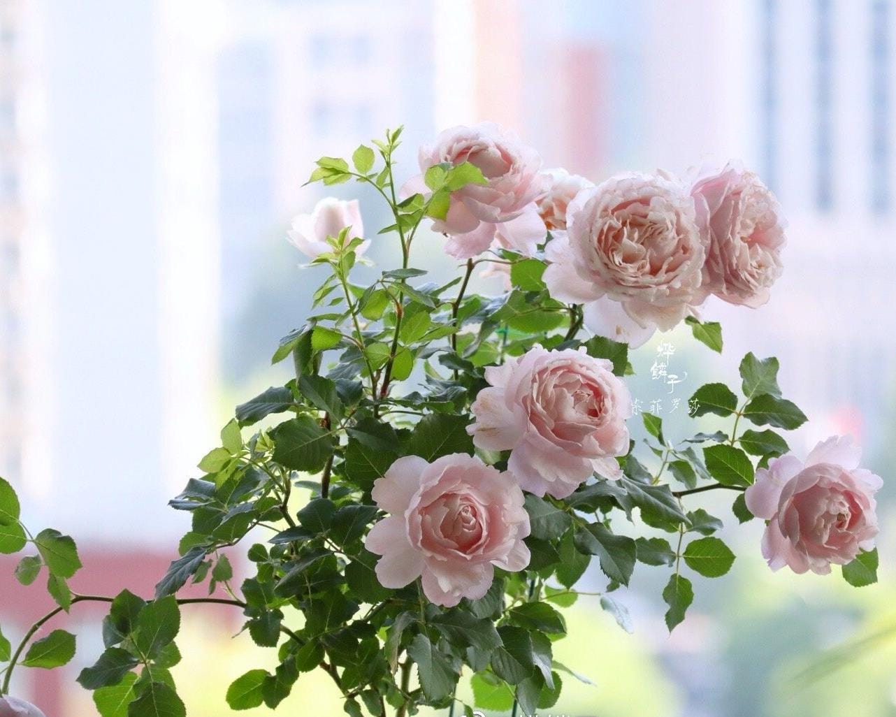 Rose 'Sophie Rochas' (索菲罗莎) (1 Gal+ Live Plant) Shrub Rose