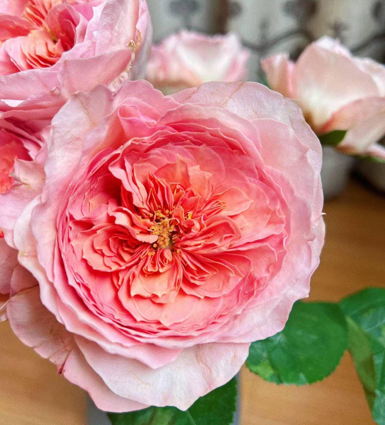 Rose 'vivian ' (薇薇安) fragrance, disease resistance,Netherlands Florist Shrub Rose (1Gal+ Live Plant)