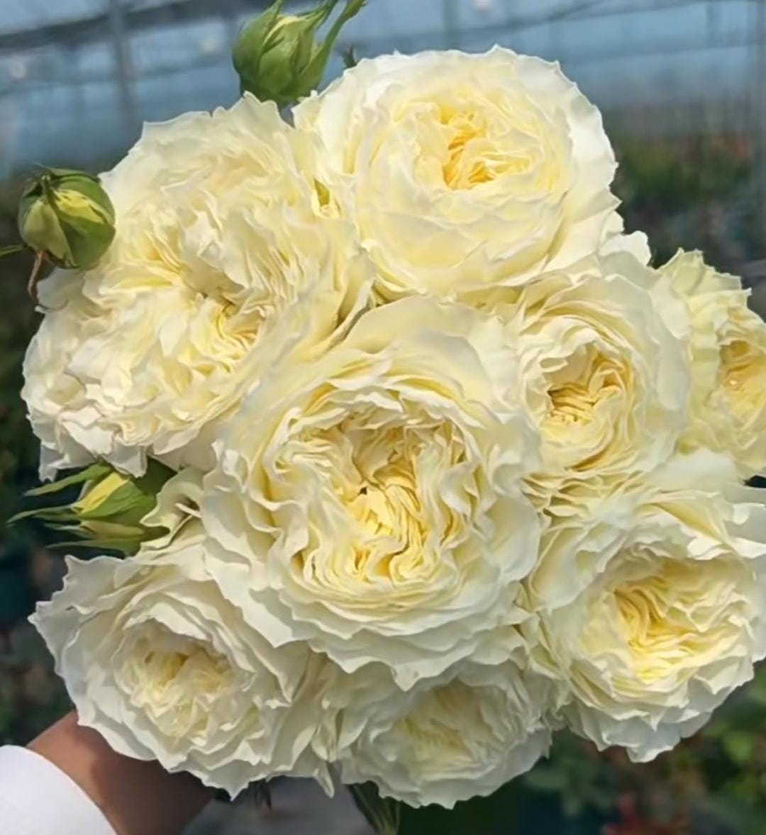Rose Coldplay. 酷玩 Cut rose. Live plant disease resistance, Shrub cut rose (1Gal+ Live Plant)