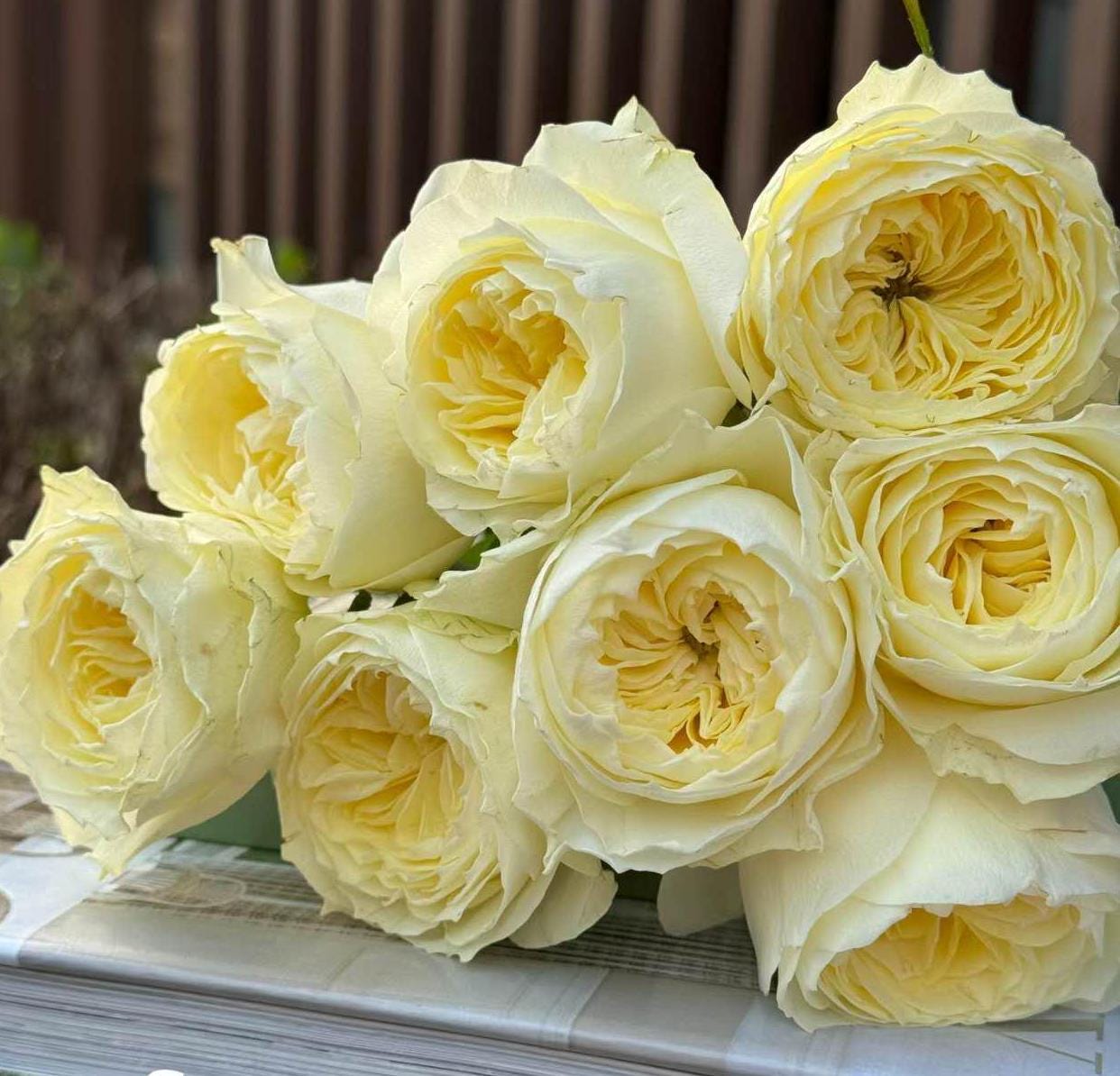 Rose Coldplay. 酷玩 Cut rose. Live plant disease resistance, Shrub cut rose (1Gal+ Live Plant)