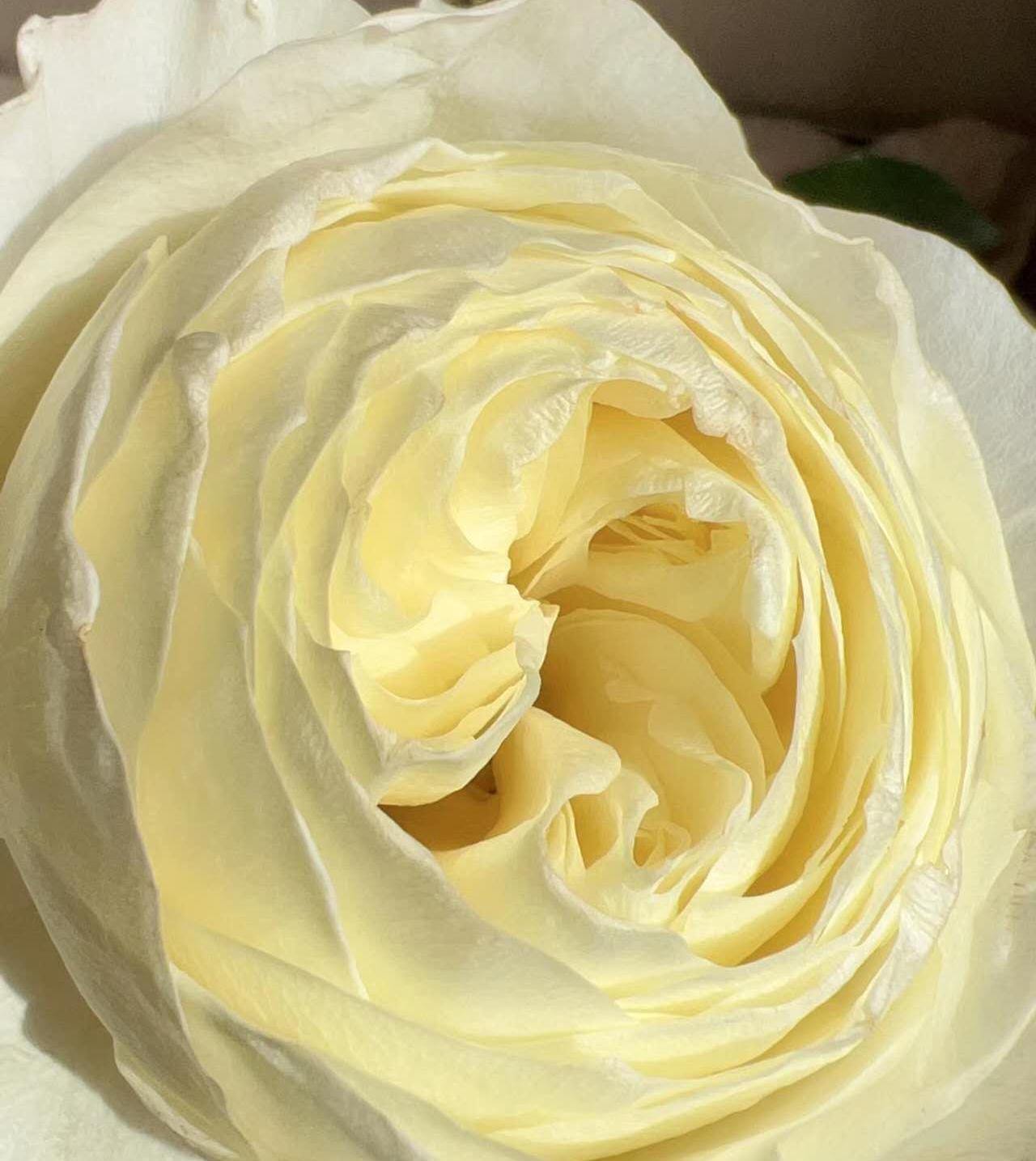 Rose Coldplay. 酷玩 Cut rose. Live plant disease resistance, Shrub cut rose (1Gal+ Live Plant)