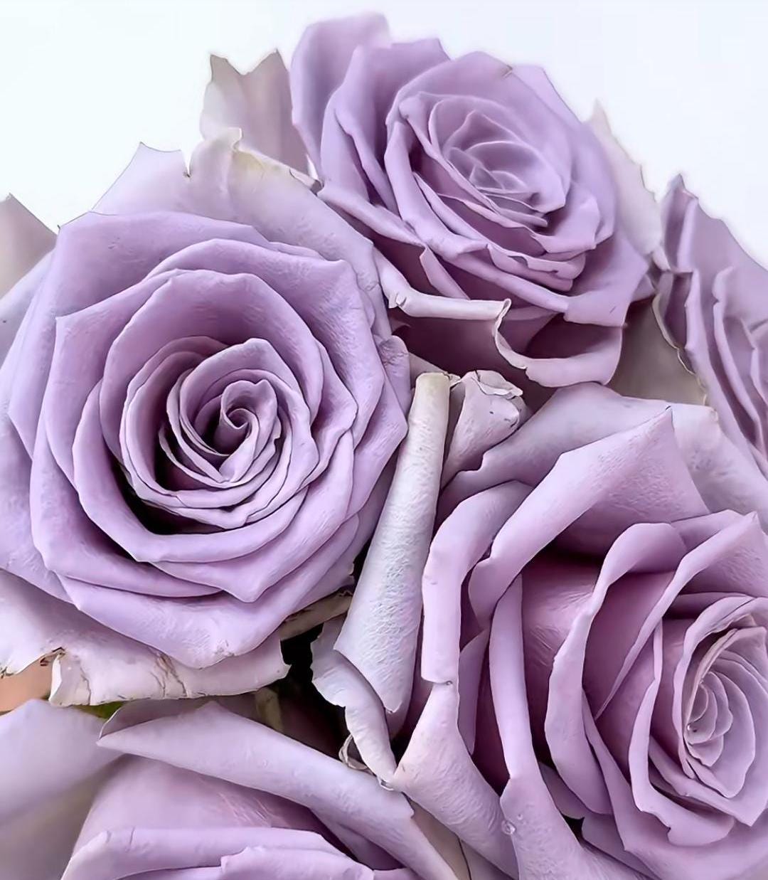 Rose 'shocking blue' (震惊蓝) disease resistance, cut flowers(2Gal+ Live Plant) Ecuador Florist Shrub Rose