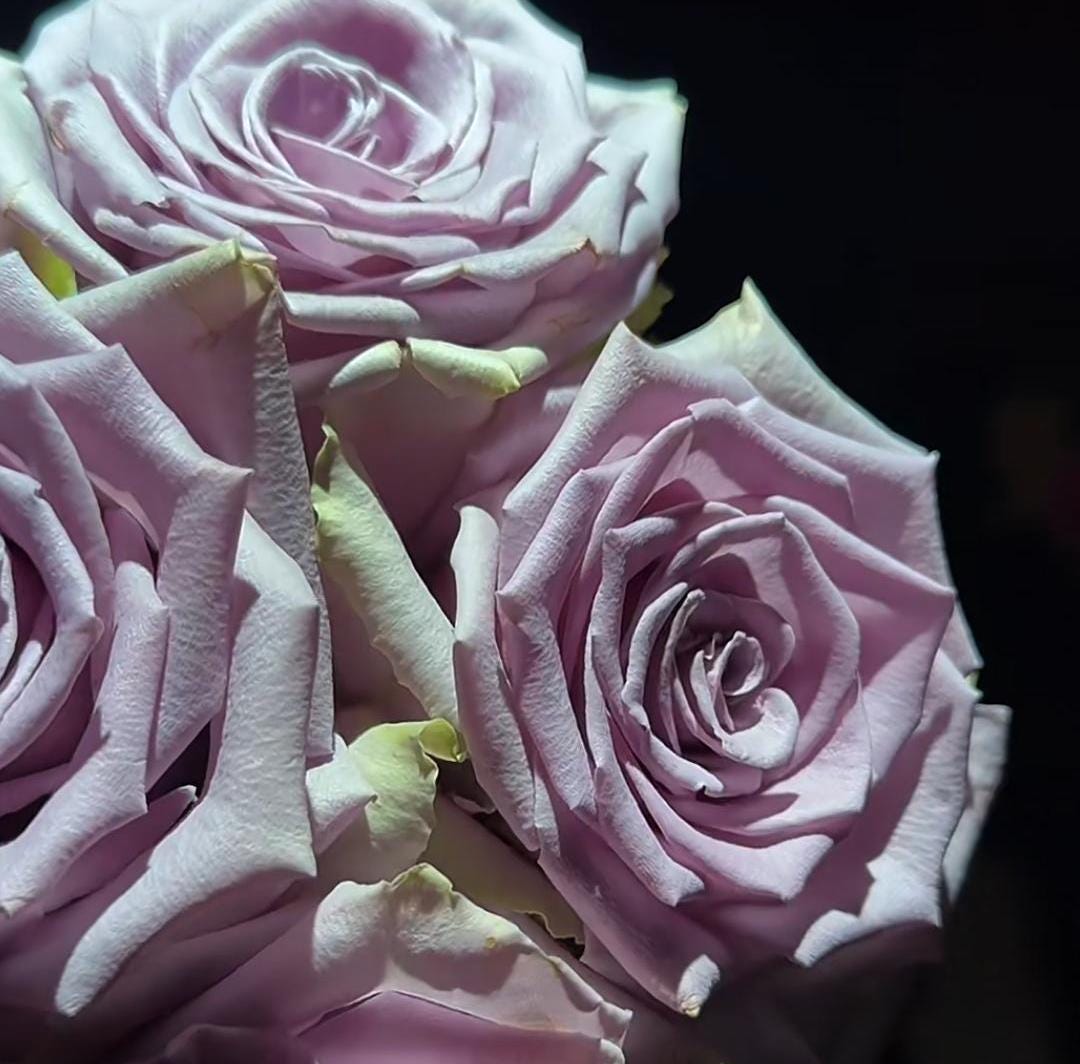 Rose 'shocking blue' (震惊蓝) disease resistance, cut flowers(2Gal+ Live Plant) Ecuador Florist Shrub Rose
