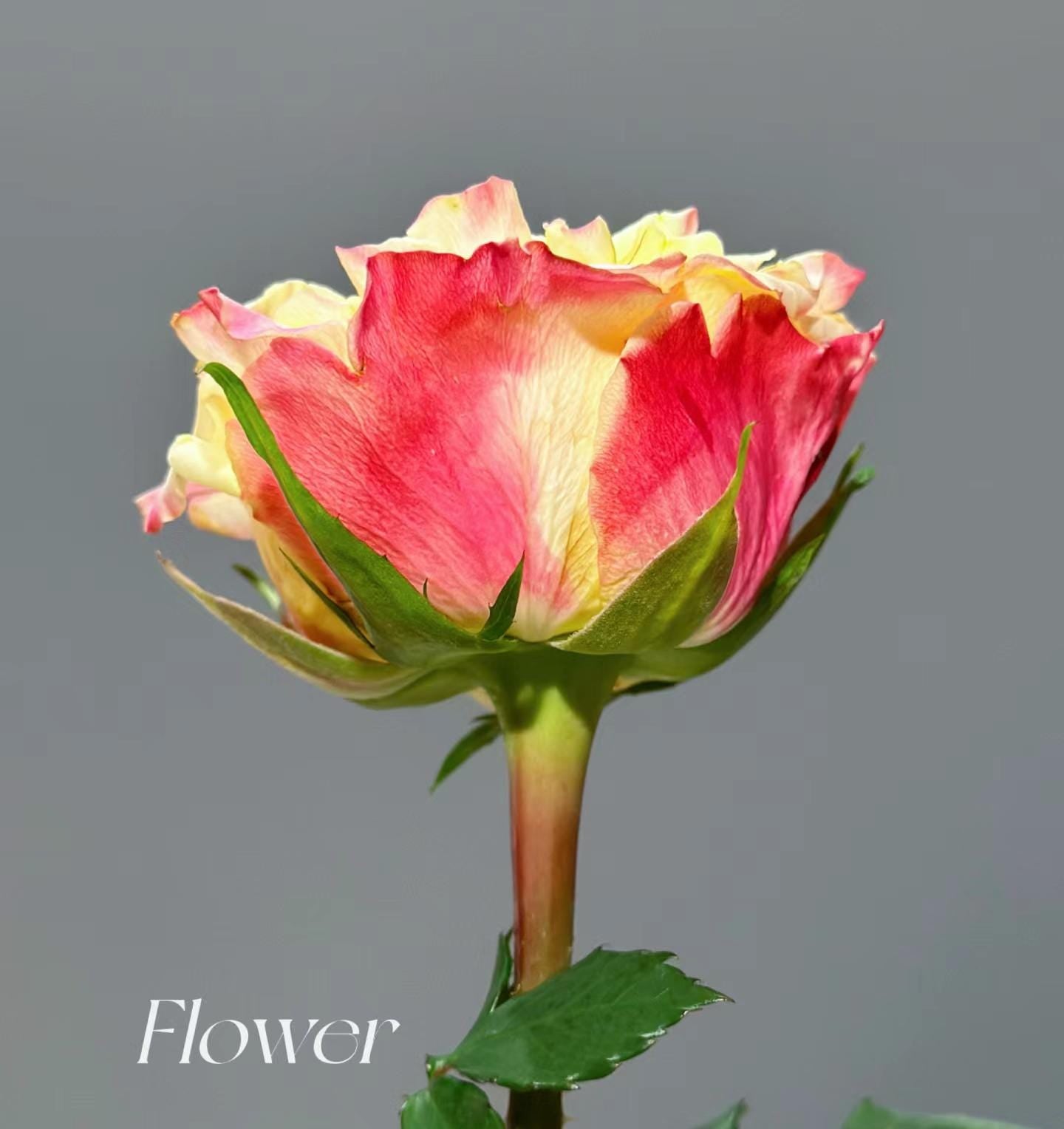 Rose 'fields of gold' (黄金麦浪) disease resistance, cut flowers(1Gal+ Live Plant) Ecuador Florist Shrub Rose