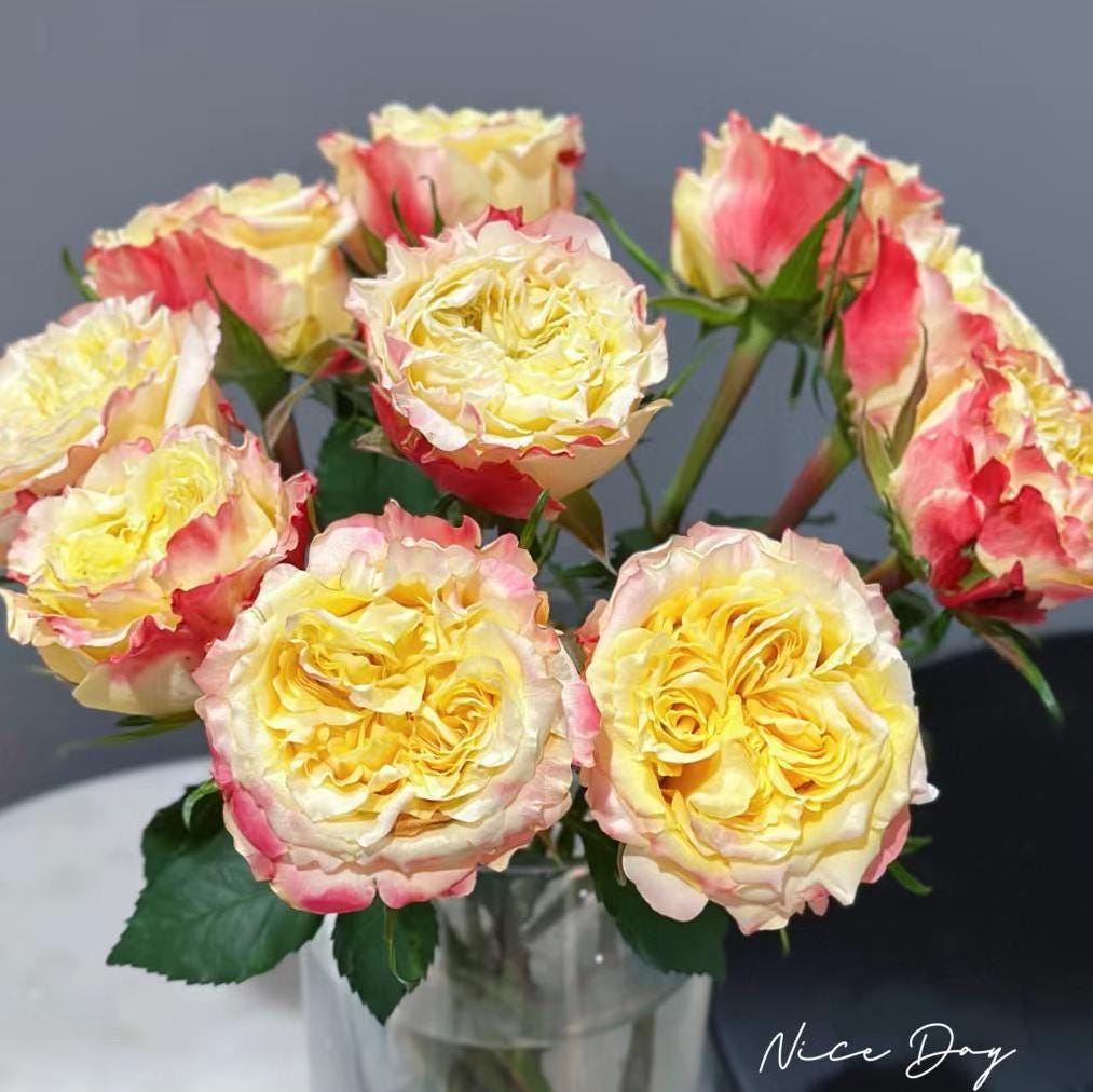 Rose 'fields of gold' (黄金麦浪) disease resistance, cut flowers(1Gal+ Live Plant) Ecuador Florist Shrub Rose