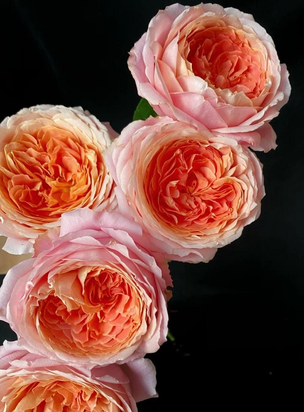 Rose 'Romantic Antike' (浪漫古董) (1 Gallon+)