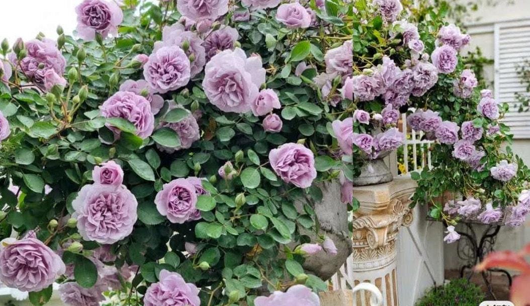 Rose 'Rainy Blue' (čč˛é´é¨) (2 Gallon+)
