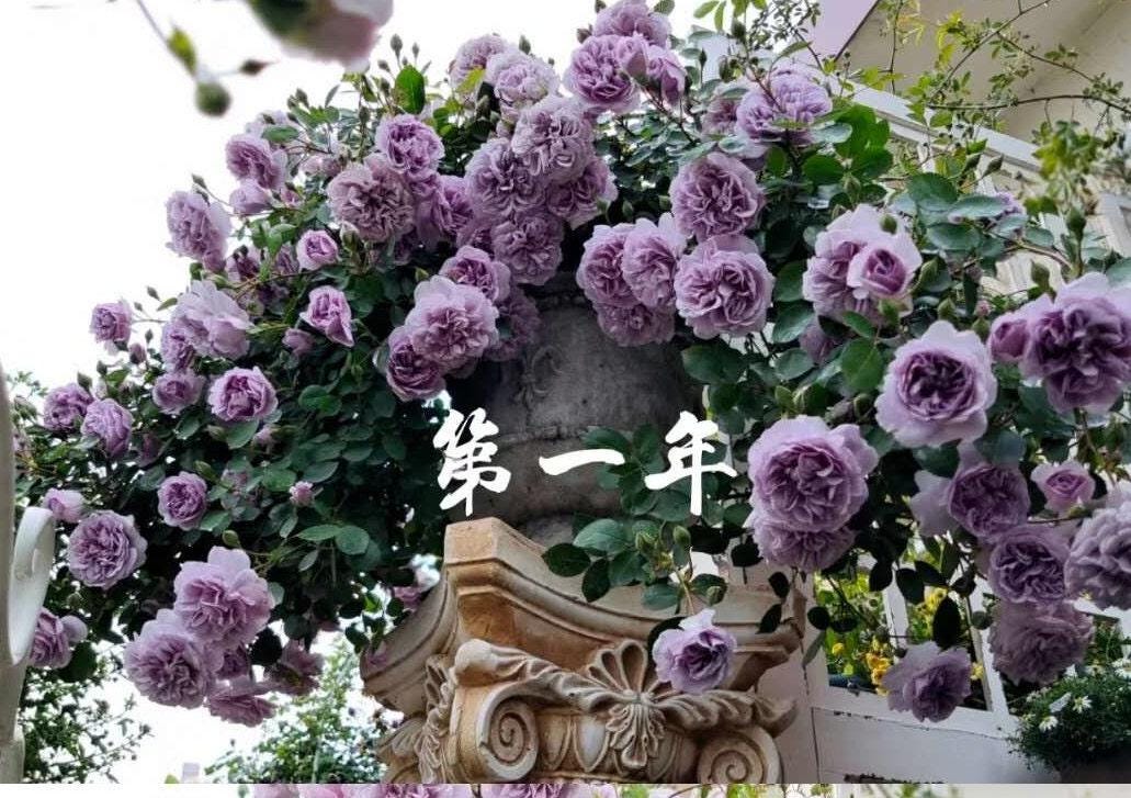 Rose 'Rainy Blue' (čč˛é´é¨) (2 Gallon+)