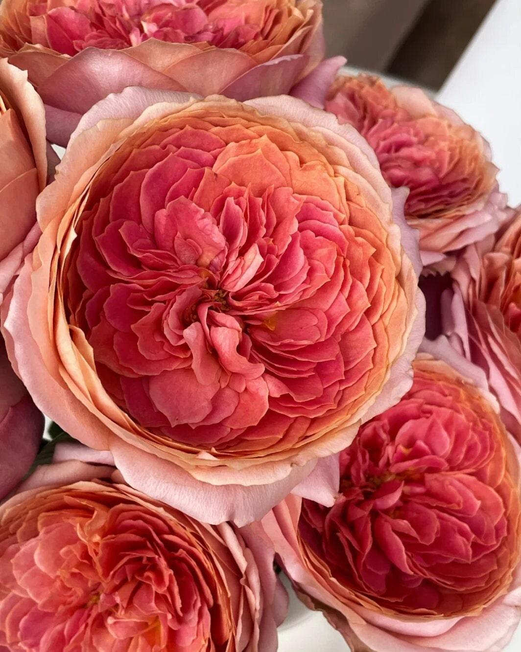Rose 'Romantic Antike' (浪漫古董) (1 Gallon+)