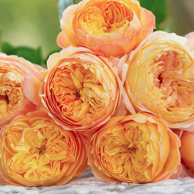 New Chinese Rose. 杏子肥 fat appicot. Plump apricot.