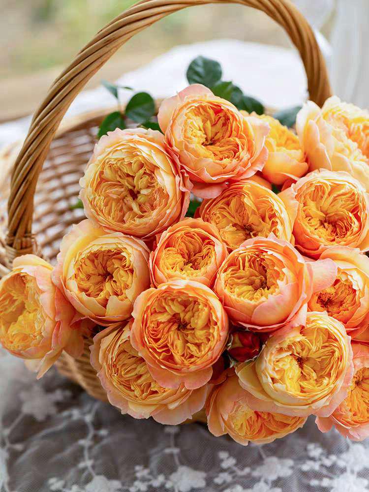 New Chinese Rose. 杏子肥 fat appicot. Plump apricot.
