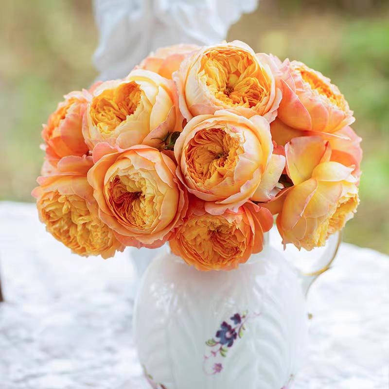 New Chinese Rose. 杏子肥 fat appicot. Plump apricot.