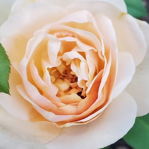 Planting Rose