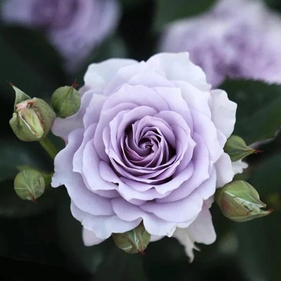 Chinese Rose 'Ji Se' (霁色) (1 Gal+ Live Plant) Shrub Rose