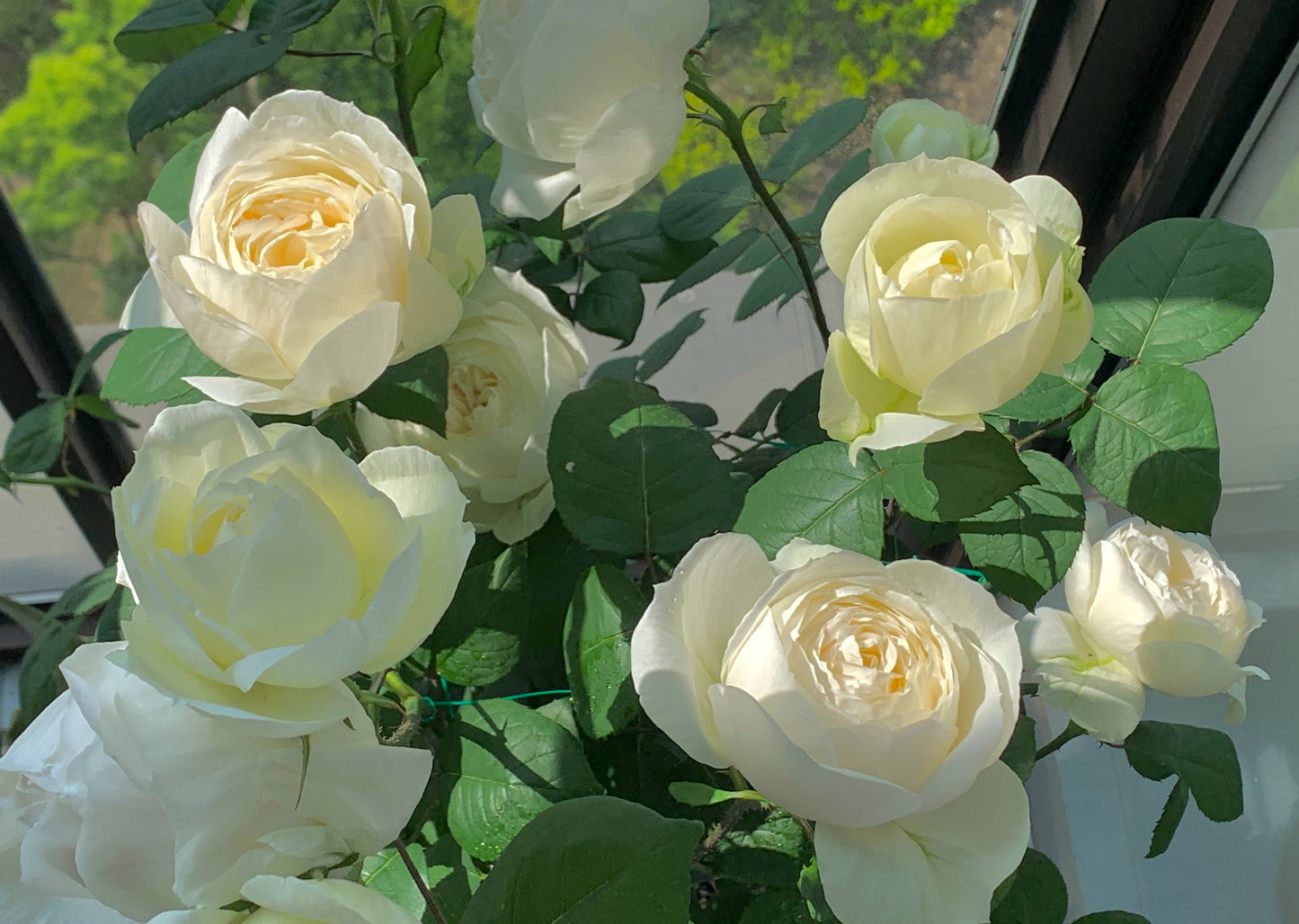 Japanese Rose 'Yves Wedding Road' (婚礼之路) (2 Gal+ Live Plant) Shrub Rose