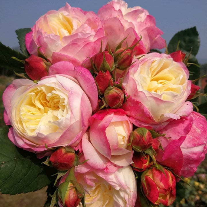 Japanese Rose Washitsu / Heshi (和室) (1 Gal+ Live Plant) Shrub Rose