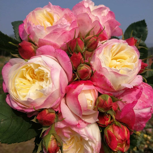 Japanese Rose Washitsu / Heshi (和室) (1 Gal+ Live Plant) Shrub Rose