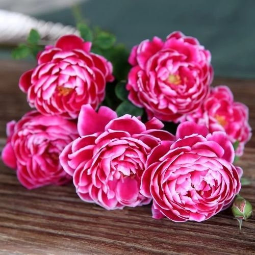 Japanese Rose Marie Rose (日本玛丽) (1 Gal+ Live Plant) Shrub Rose