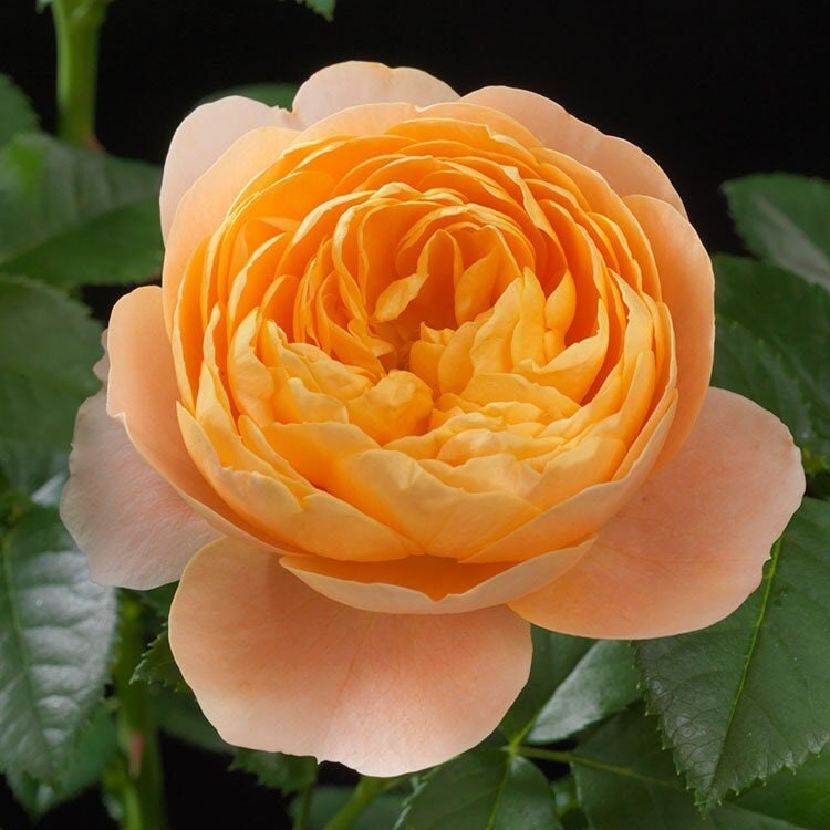 Rose 'Juicy Terrazza' (果汁阳台) (2 Gal+ Live Plant) Shrub Rose