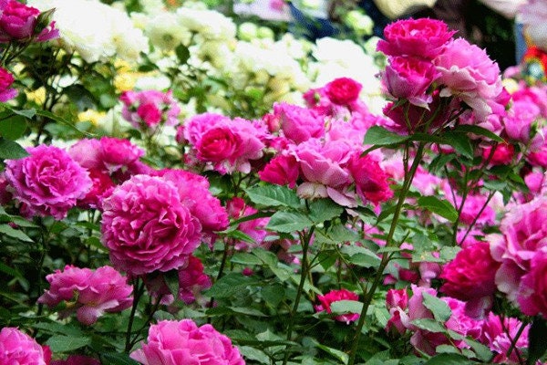 Japanese Rose 'Sheherazad' (天方夜谭) (1 Gal+ Live Plant) Shrub Rose
