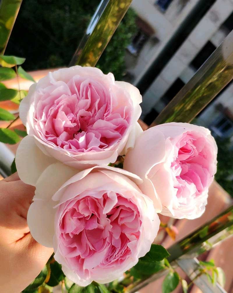 Japanese Rose 'Eve Otome Heart' (伊芙乙女心) (3 Gal Live Plant) Shrub Rose