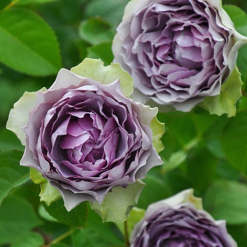 Japanese Rose 'Coffret' (首饰盒) (1 Gal+ Live Plant) Shrub Rose