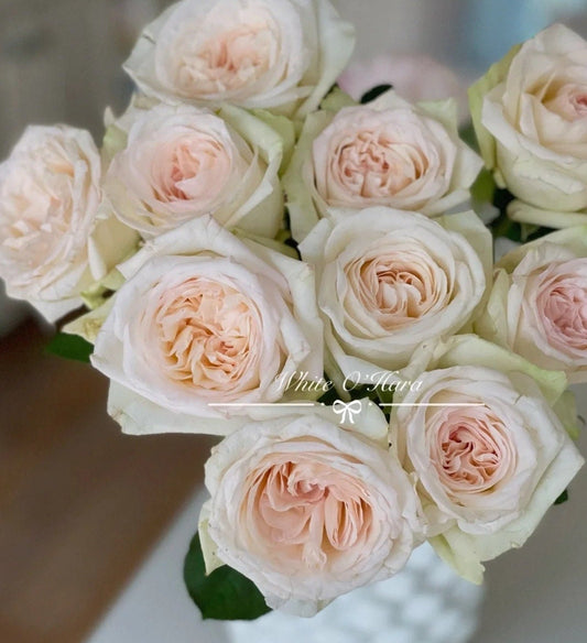 Rose 'White O'Hara' (白荔枝) (1 Gal+ Live Plant) Shrub Rose
