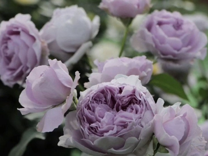 Japanese Rose Lilas (丽拉) (2 Gal+ Live Plant) Shrub Rose