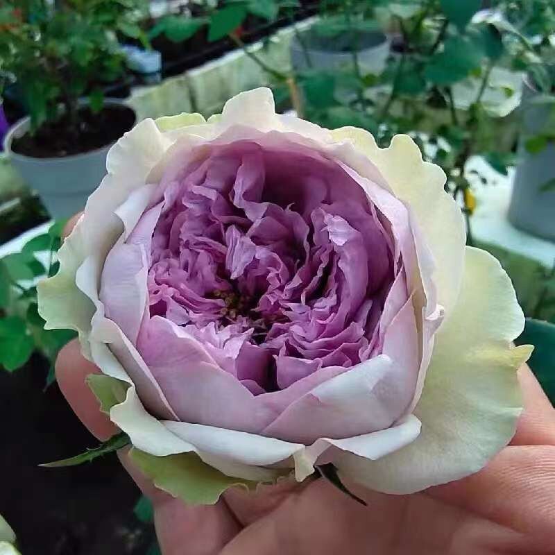 Japanese Rose 'Coffret' (首饰盒) (1 Gal+ Live Plant) Shrub Rose