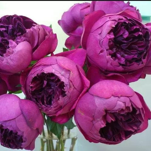 Rose 'Autumn Rouge' (秋日胭脂) (2 Gal+ Live Plant) Shrub Rose