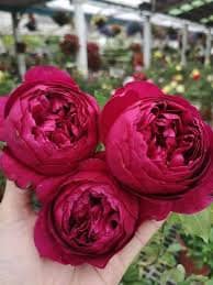 Rose 'Autumn Rouge' (秋日胭脂) (2 Gal+ Live Plant) Shrub Rose