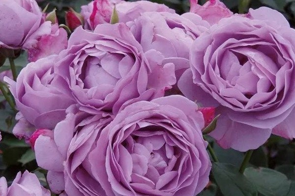 Japanese Rose 'Shinoburedo' (蓝色风暴) (1 Gal+ Live Plant) Shrub Rose