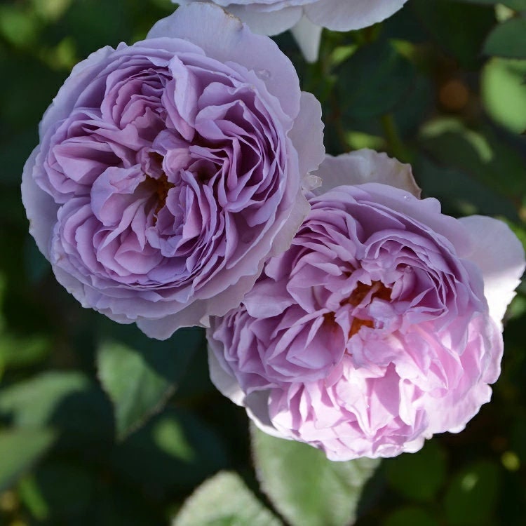 Japanese Rose Lilas (丽拉) (2 Gal+ Live Plant) Shrub Rose