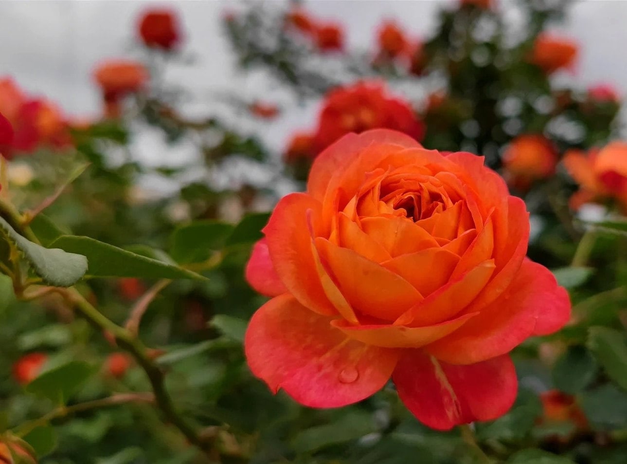 Climbing Rose 'Meilivoine' (藤宝贝) (2 Gal Live Plant)