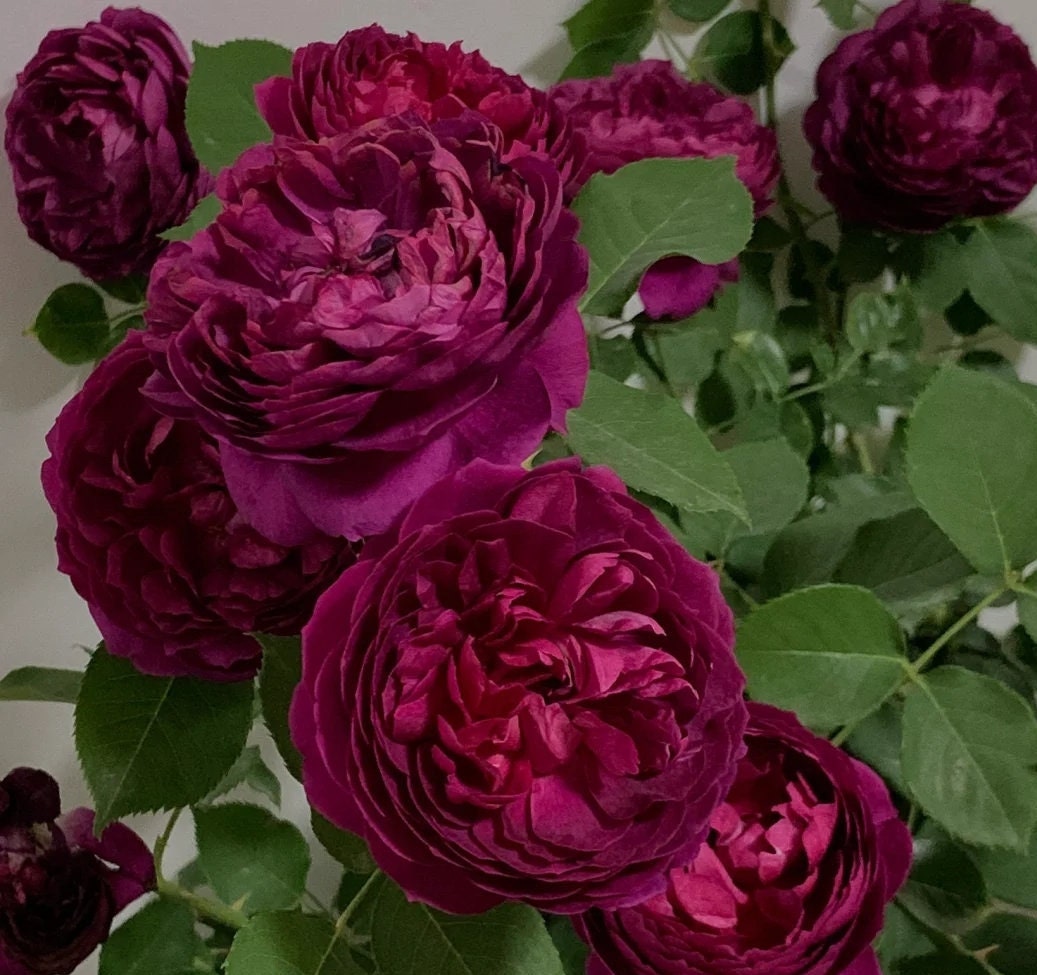 Rose 'Autumn Rouge' (秋日胭脂) (2 Gal+ Live Plant) Shrub Rose
