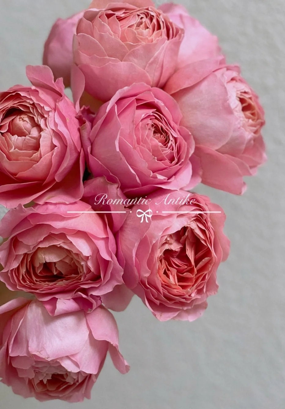 Rose 'Romantic Antike' (浪漫古董) (1 Gal+ Live Plant) Shrub Rose