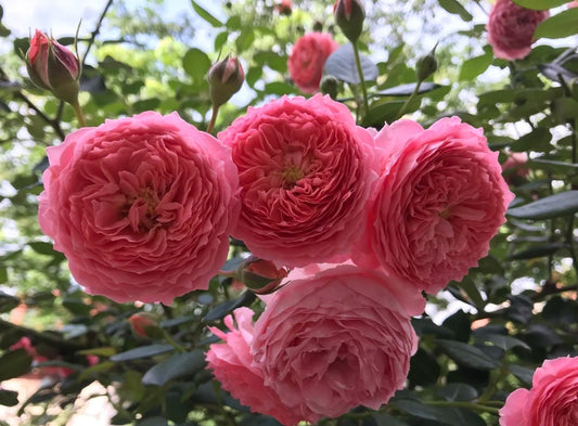 Rose 'Summer Fireworks' (夏日花火) (1 Gal+ Live Plant) Shrub Rose