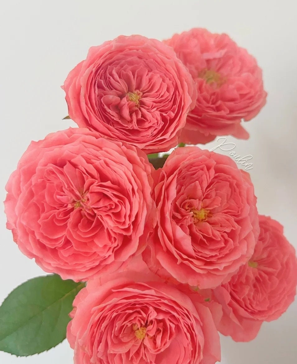 Rose 'Summer Fireworks' (夏日花火) (1 Gal+ Live Plant) Shrub Rose