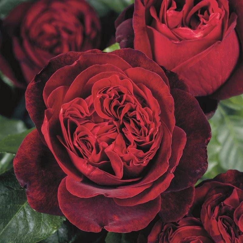 Rose 'Admiral' (海军上将) (1Gal Live Plant) Shrub Rose