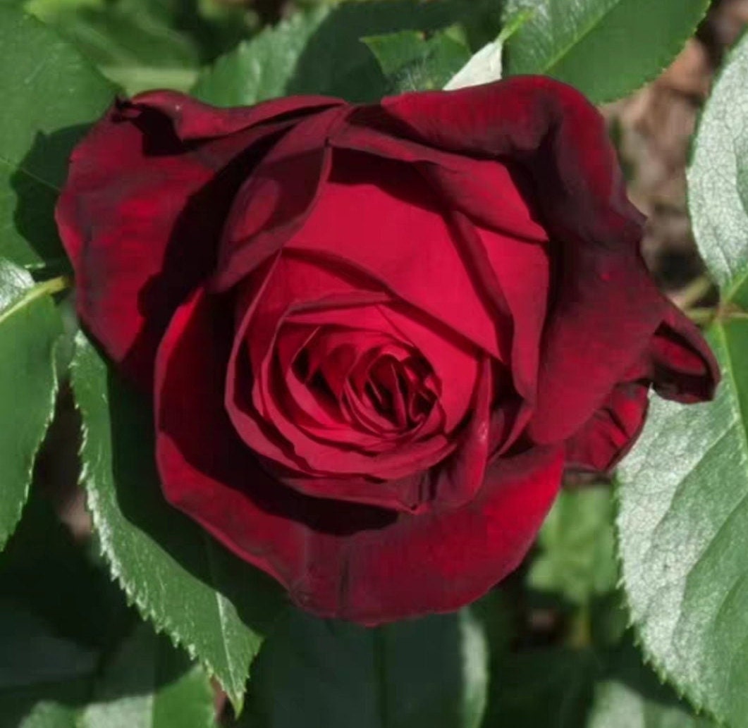 Rose 'Admiral' (海军上将) (1Gal Live Plant) Shrub Rose