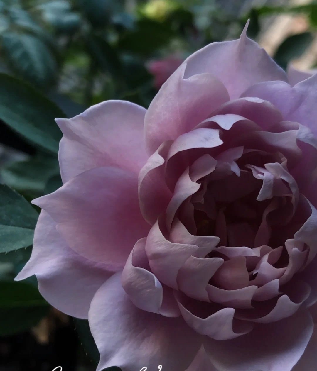Chinese Rose 'Huan Zi' (幻紫) (1 Gal+ Live Plant) Shrub Rose