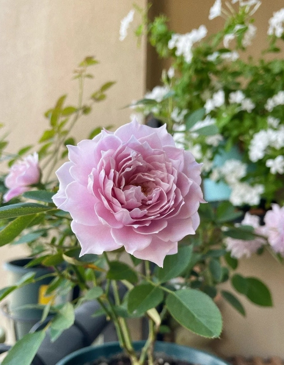 Chinese Rose 'Huan Zi' (幻紫) (1 Gal+ Live Plant) Shrub Rose