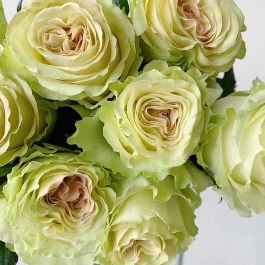 Rose 'Liulicui' (琉璃翠) (1 Gal+ Live Plant) Shrub Rose