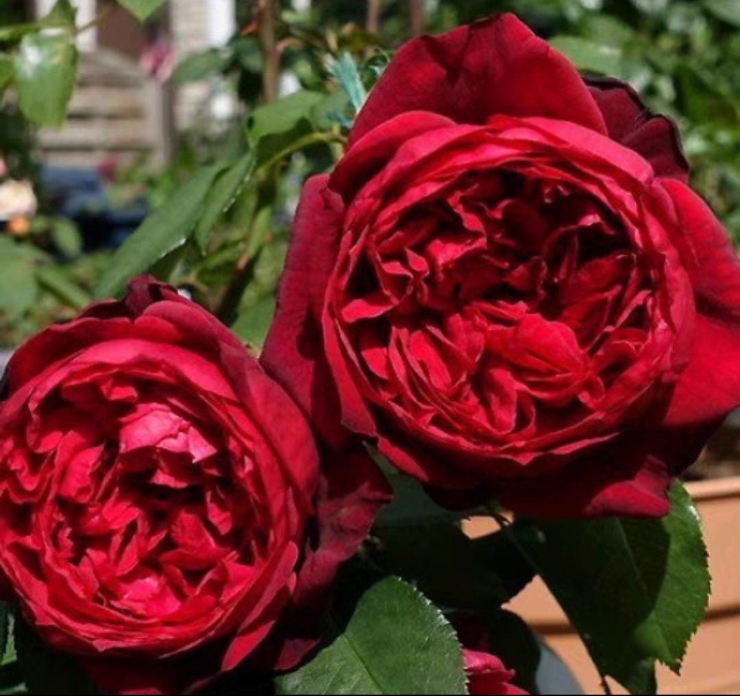 Rose 'Admiral' (海军上将) (1Gal Live Plant) Shrub Rose