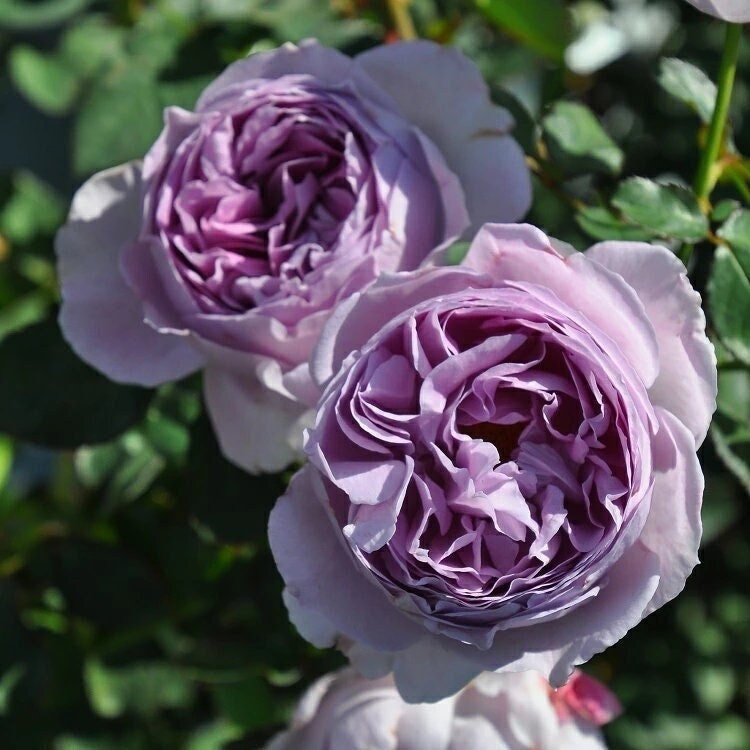 Rose 'Lilas' (丽拉) (2 Gal+ Live Plant) Shrub Rose