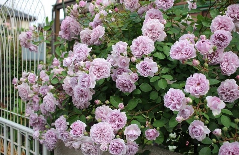 Rose 'Rainy Blue' (蓝色阴雨) (2 Gal+ Live Plant) Shrub Rose