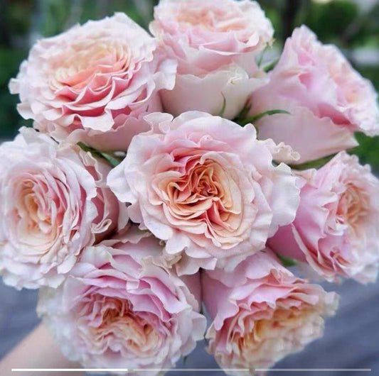 Rose 'Mabella' (玛贝拉) (1 Gal+ Live Plant) Shrub Rose