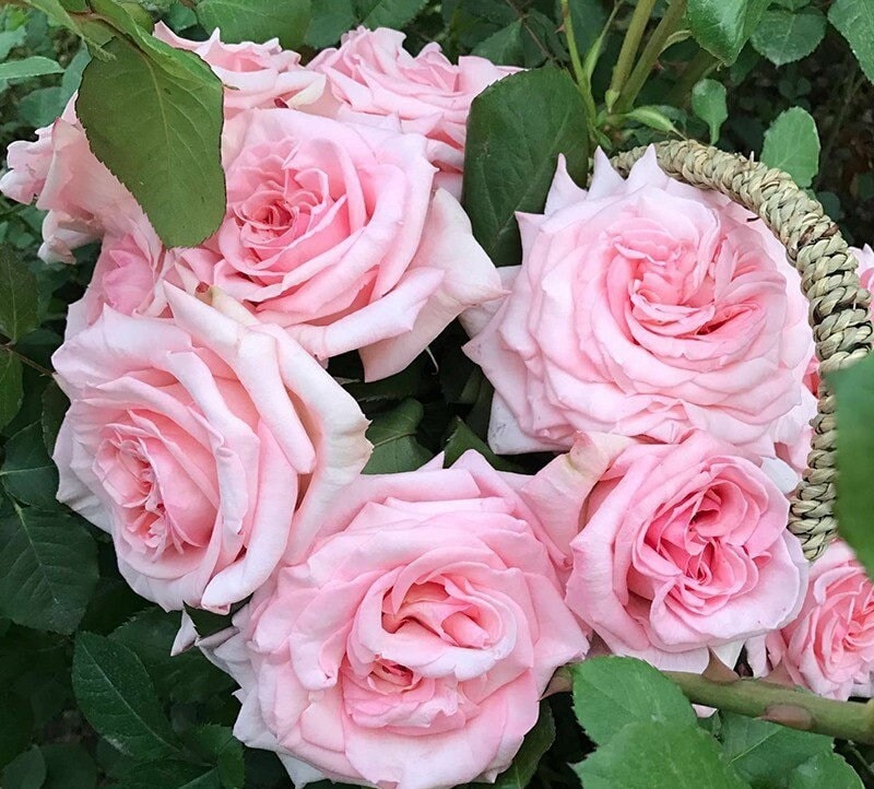 Rose 'Pink O'Hara' (粉荔枝) (1 Gal+ Live Plant) Shrub Rose