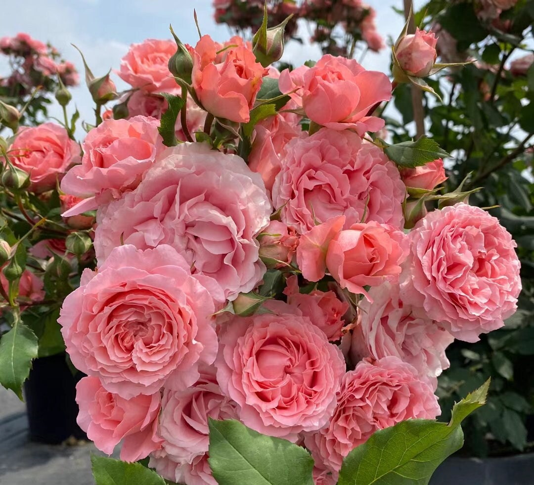 Japanese Rose 'Corail Gelee' (珊瑚果冻) (1 Gal+ Live Plant) Shrub Rose